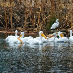 Visiting Pelicans