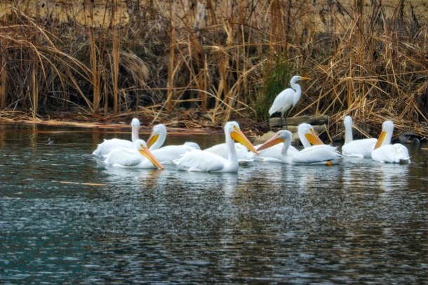 Pelicans_LindaJamesPhotography_S