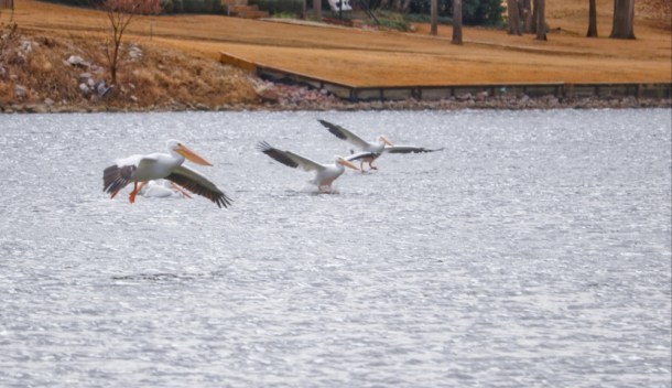 SmoothLanding_LindaJamesPhotography_S