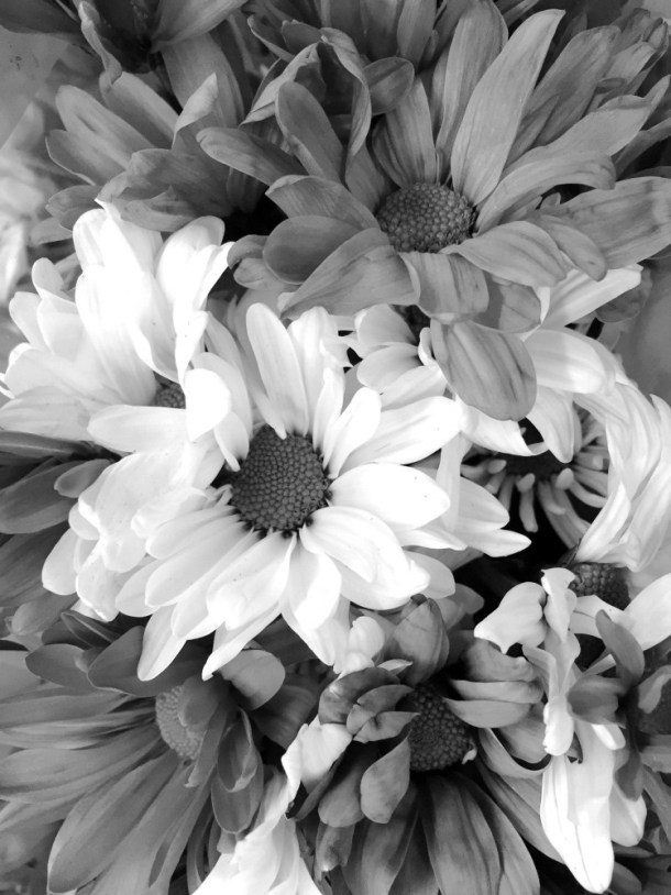 FreshAsADaisyBW_LindaJamesPhotography__MM