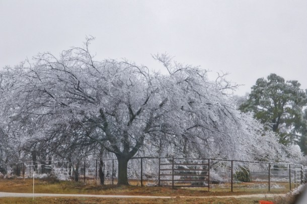 IceStormFeb2018_3_LindaJamesPhotography