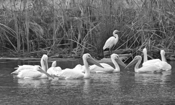 LookingForLunch_LindaJamesPhotography_MM