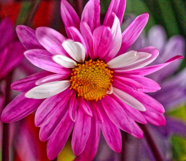 Pinks_LindaJamesPhotography_