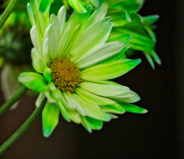 GreenDaisy_LindaJamesPhotography