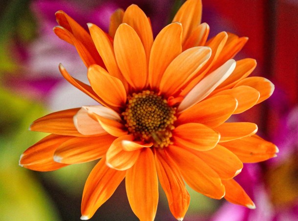 Popsicle_LindaJamesPhotography_