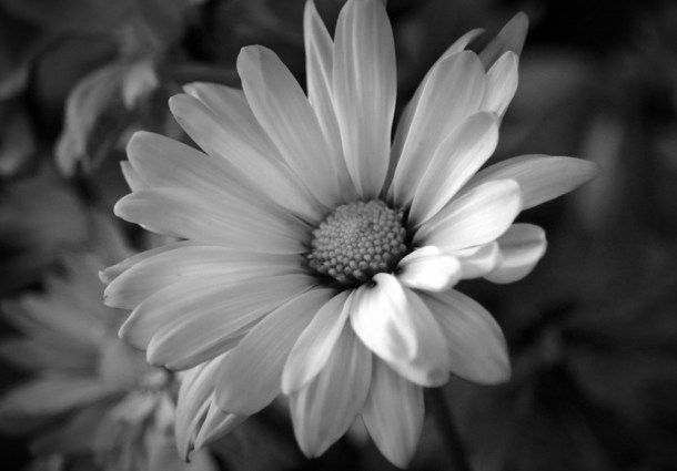 WhitePetals_LindaJamesPhotography_MM