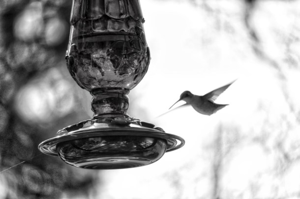 HummingbirdVisit_LindaJamesPhotography_MM