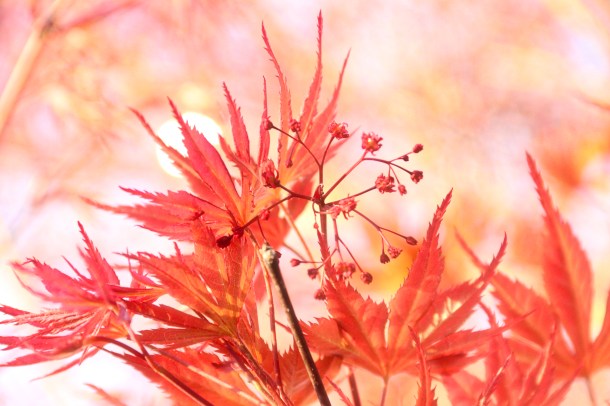 MapleSunlight_LindaJamesPhotography_March2019