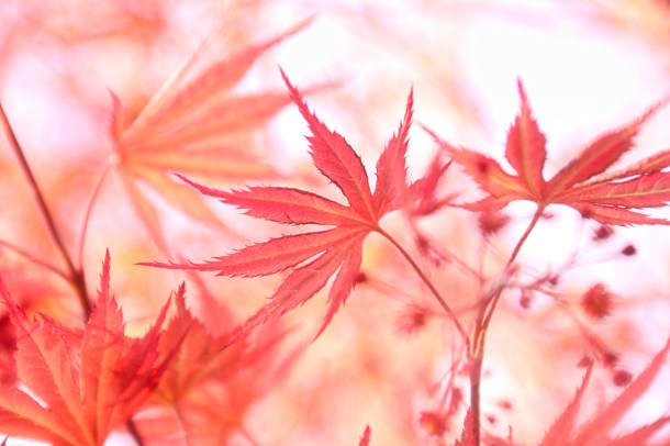 ShadesOfMaple_LindaJamesPhotography_March2019